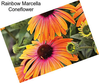 Rainbow Marcella Coneflower