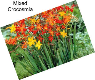 Mixed Crocosmia