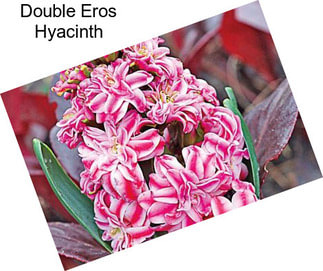 Double Eros Hyacinth