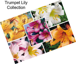 Trumpet Lily Collection