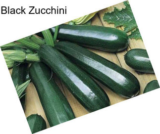 Black Zucchini