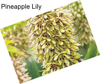 Pineapple Lily