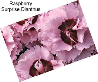 Raspberry Surprise Dianthus