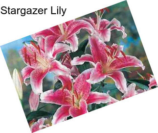 Stargazer Lily