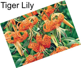 Tiger Lily