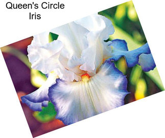 Queen\'s Circle Iris