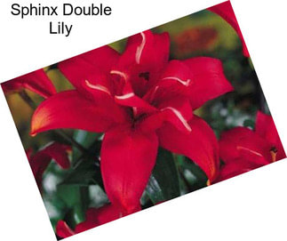 Sphinx Double Lily