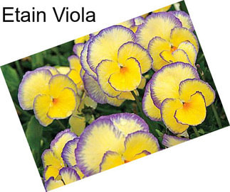 Etain Viola