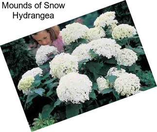 Mounds of Snow Hydrangea