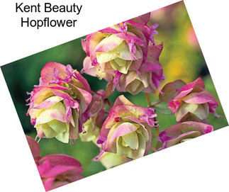 Kent Beauty Hopflower