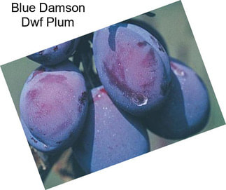 Blue Damson Dwf Plum