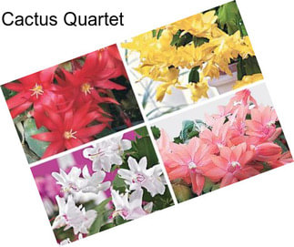 Cactus Quartet