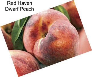 Red Haven Dwarf Peach