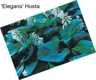 \'Elegans\' Hosta