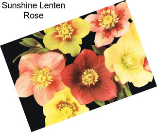 Sunshine Lenten Rose