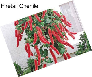 Firetail Chenile