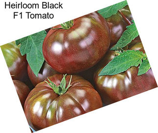 Heirloom Black F1 Tomato