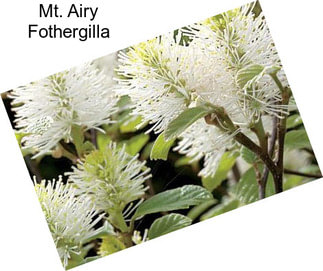 Mt. Airy Fothergilla