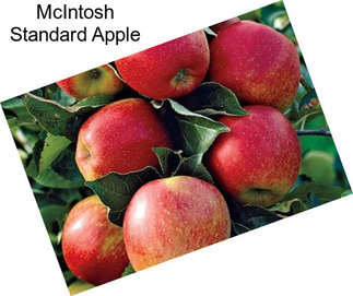 McIntosh Standard Apple
