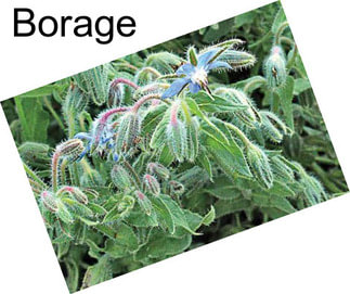 Borage