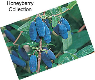 Honeyberry Collection