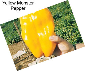 Yellow Monster Pepper