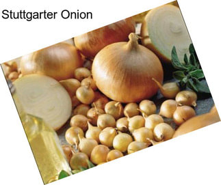 Stuttgarter Onion