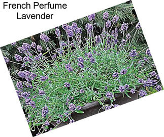 French Perfume Lavender