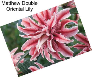 Matthew Double Oriental Lily