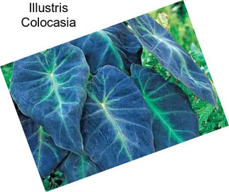 Illustris Colocasia