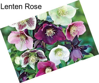 Lenten Rose