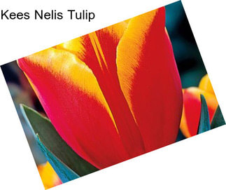 Kees Nelis Tulip