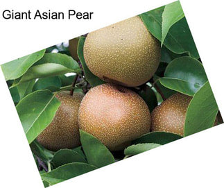 Giant Asian Pear