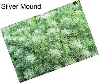 Silver Mound