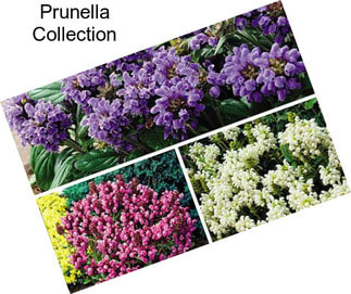 Prunella Collection