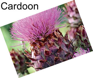 Cardoon