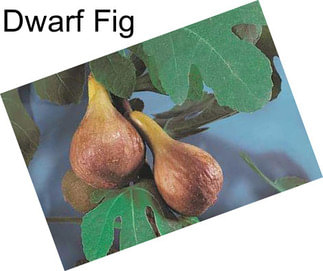 Dwarf Fig