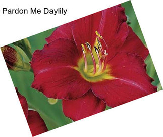 Pardon Me Daylily