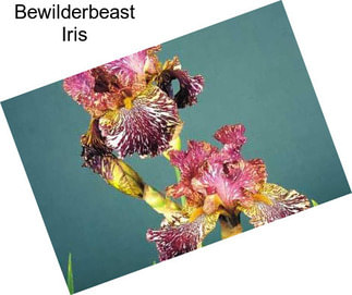 Bewilderbeast Iris