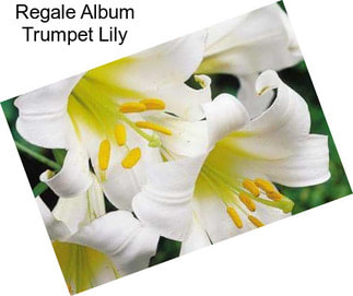 Regale Album Trumpet Lily