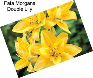 Fata Morgana Double Lily