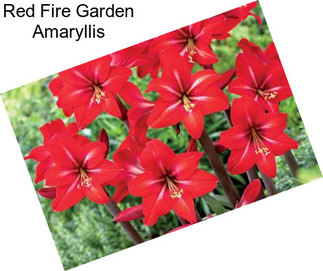 Red Fire Garden Amaryllis