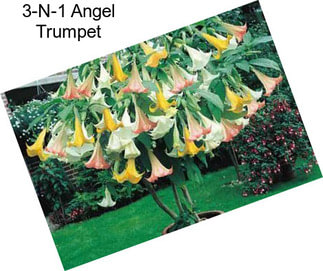 3-N-1 Angel Trumpet