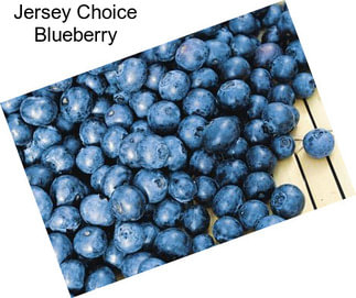 Jersey Choice Blueberry