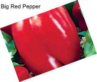 Big Red Pepper