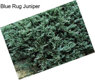 Blue Rug Juniper