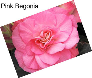 Pink Begonia