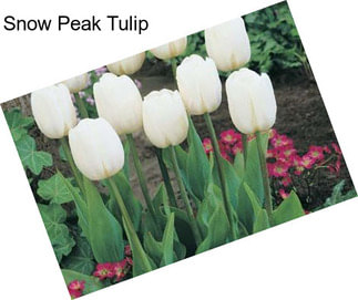 Snow Peak Tulip