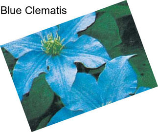 Blue Clematis