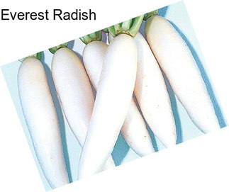 Everest Radish